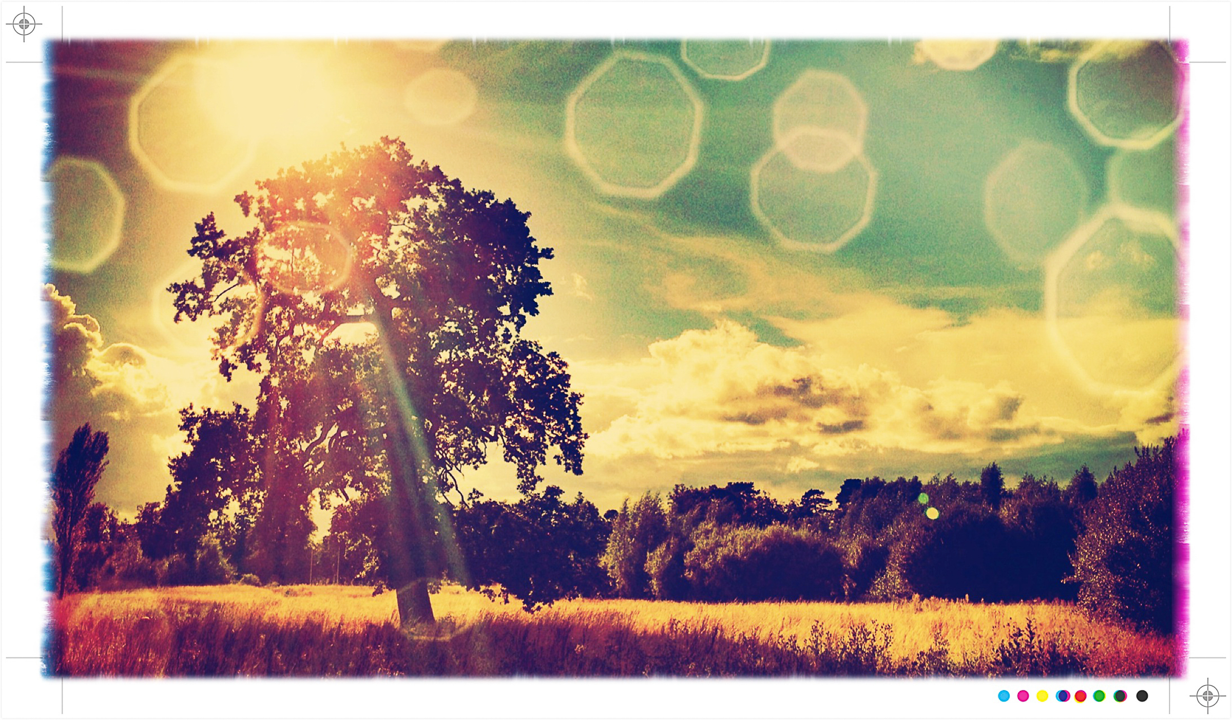 Tree with Bokeh sunny field